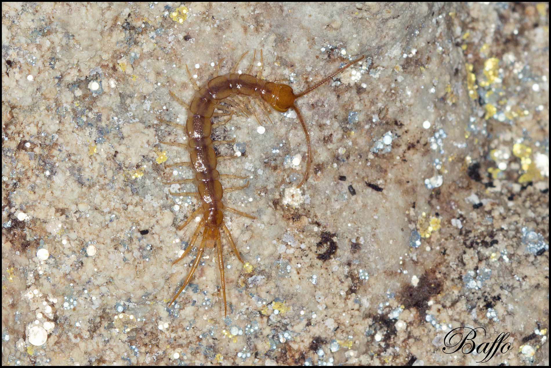 Scolopendra cingulata e Lithobiidae